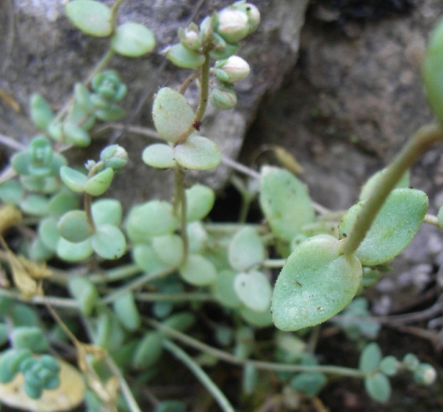 Sedum dasyphyllum